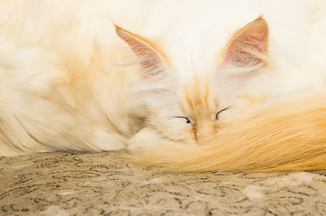 Image showing Birman