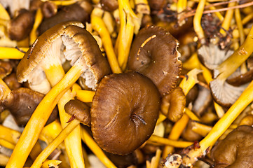 Image showing Cantharellus lutescens