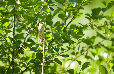 Image showing Little bird