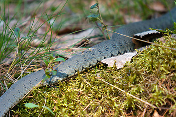 Image showing Adder