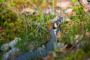 Image showing Adder