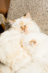 Image showing Cats