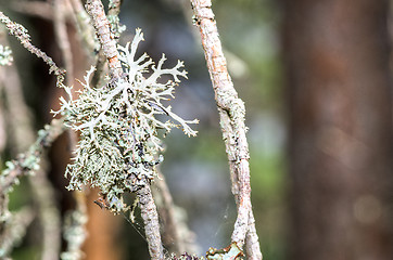 Image showing Lichen