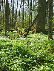 Image showing Spring