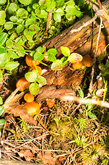 Image showing Mushrooms