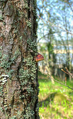 Image showing Polypore