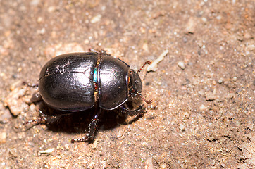 Image showing Beetle