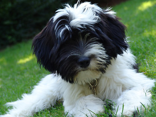 Image showing puppy