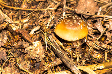 Image showing Fly agaric