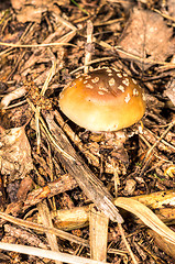 Image showing Mushroom