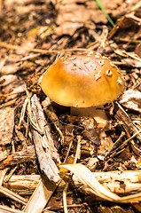 Image showing Fly agaric