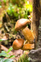 Image showing Mushrooms