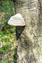 Image showing Polypore