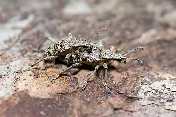 Image showing Mating