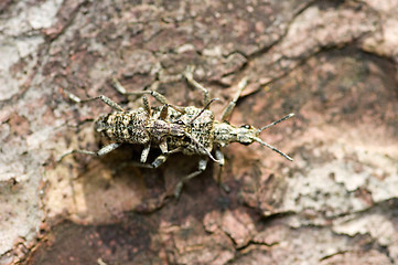 Image showing Mating