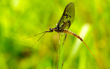 Image showing Dragonfly