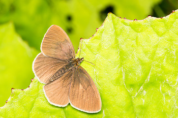 Image showing Butterfly