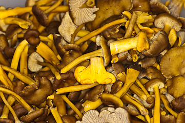 Image showing Cantharellus lutescens