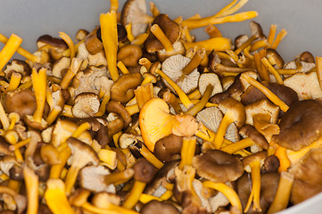 Image showing Cantharellus lutescens