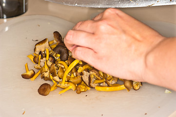 Image showing Cantharellus lutescens