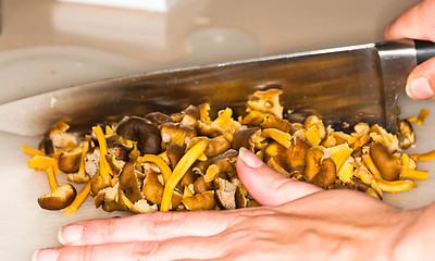 Image showing Cantharellus lutescens