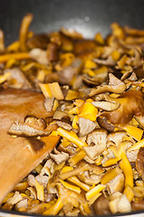 Image showing Cantharellus lutescens