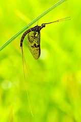 Image showing Dragonfly