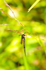 Image showing Dragonfly