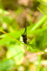 Image showing Dragonfly