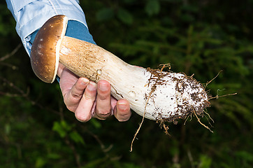 Image showing Mushroom