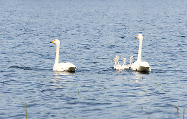 Image showing Cygnus cygnus family