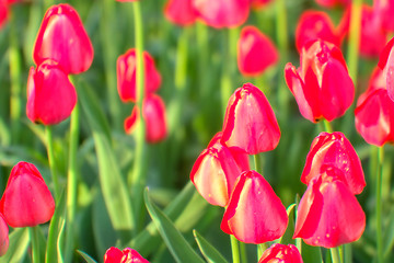 Image showing Tulips