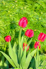 Image showing Tulips