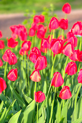 Image showing Tulips