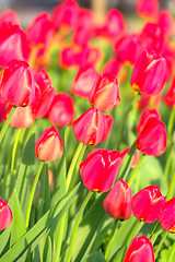 Image showing Tulips