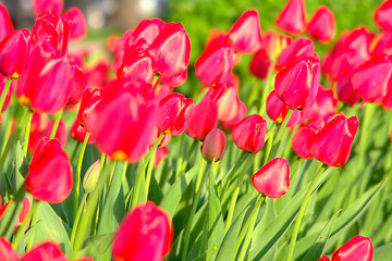 Image showing Tulips