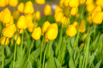 Image showing Tulips