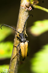 Image showing Insect