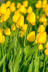 Image showing Tulips