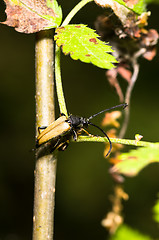 Image showing Insect