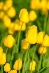 Image showing Tulips