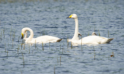 Image showing Cygnus cygnus family