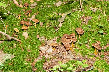 Image showing Cantharellus lutescens