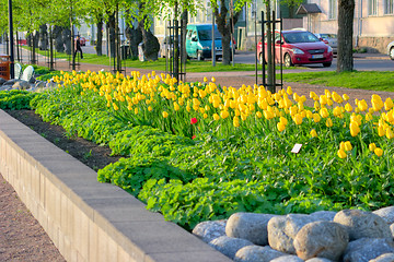 Image showing Tulips