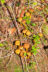 Image showing Cantharellus lutescens