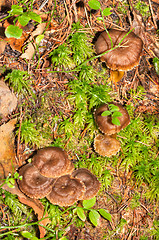 Image showing Cantharellus lutescens