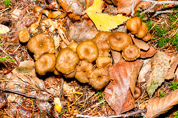 Image showing Cantharellus lutescens