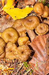 Image showing Cantharellus lutescens