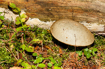 Image showing Mushroom