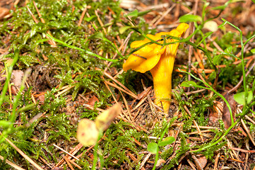 Image showing Cantharellus cibarius